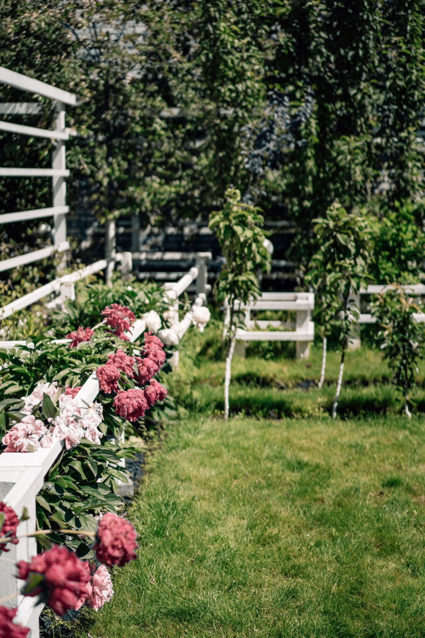 Photo plein cadre — jardin entretenu, haie taillée